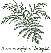 <i>Azara microphylla</i> ‘Variegata’