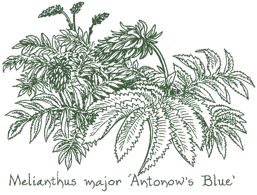 Melianthus major ‘Antonows Blue’