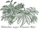 <i>Melianthus major</i> ‘Antonows Blue’