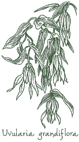 <i>Uvularia grandiflora</i>