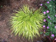 Hakonechloa