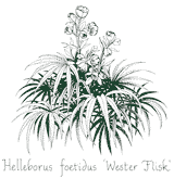 <em>Helleborus foetidus</em>  ‘Wester Flisk’