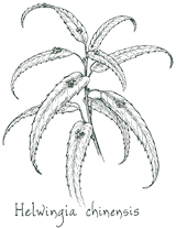 <i>Helwingia chinensis</i>