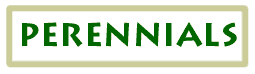 perennials