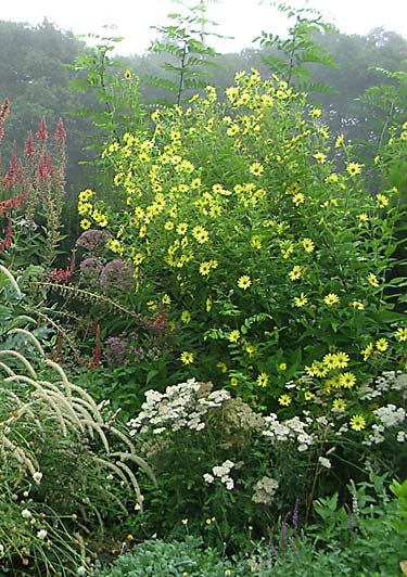 Helianthus laetiflorus Lemon Queen