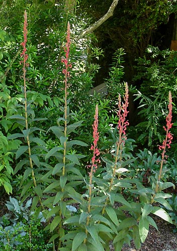 Lobelia tupa