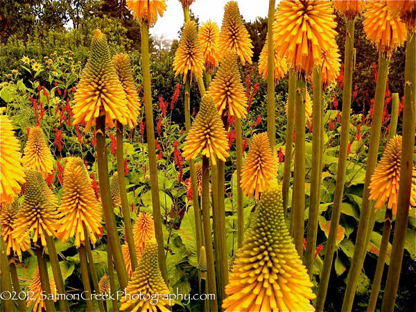 Kniphofia galpinii Orange Flame