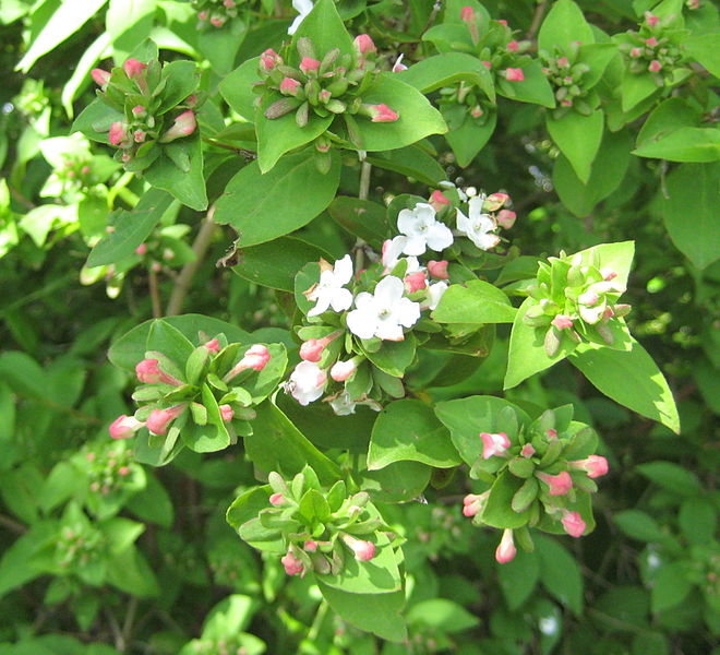 Abelia mosanensis