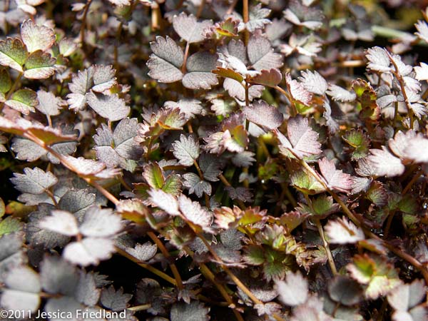 Acaena inermis ‘Purpurea’