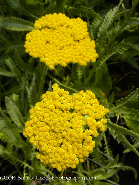 Achillea ‘Coronation Gold’