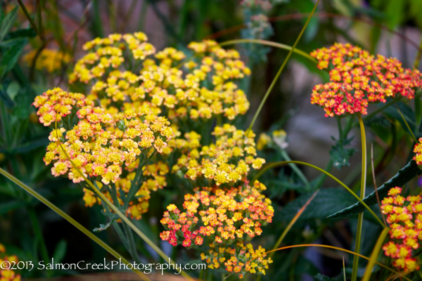 Achillea Fireland