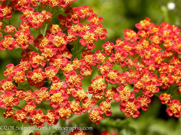 Achillea ‘Fireland’