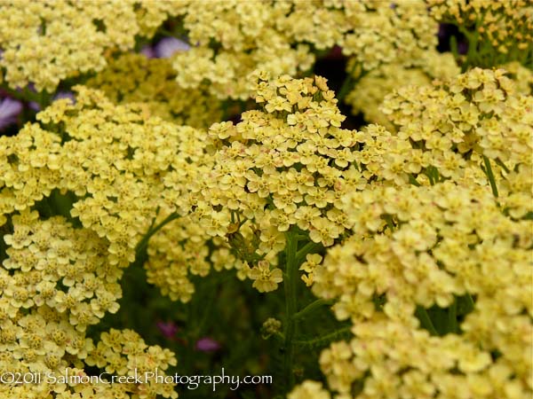 Achillea Hoffnung