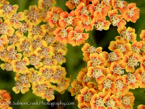 Achillea Inca Gold