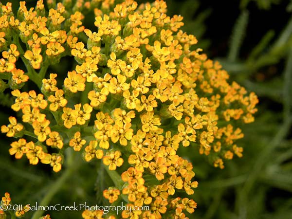 Achillea Marmalade