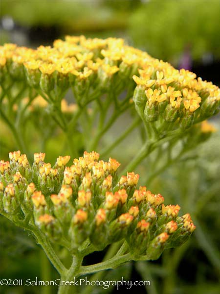 Achillea Marmalade