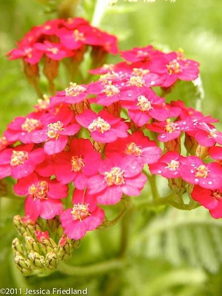 Achillea ‘Paprika’