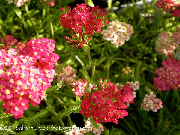 Achillea ‘Paprika’