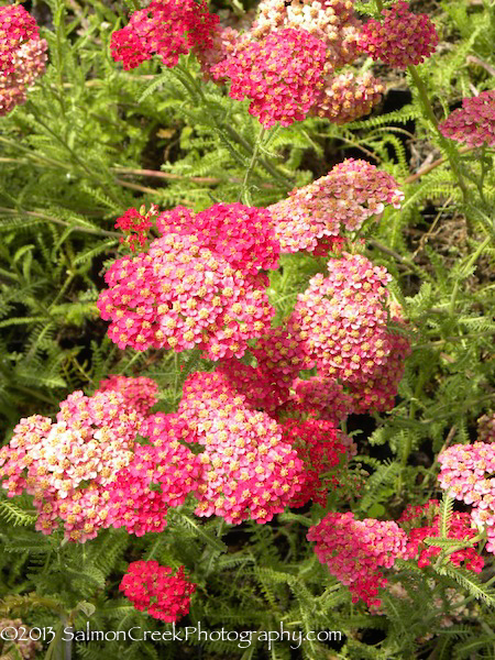 Achillea ‘Paprika’ at Digging Dog Nursery