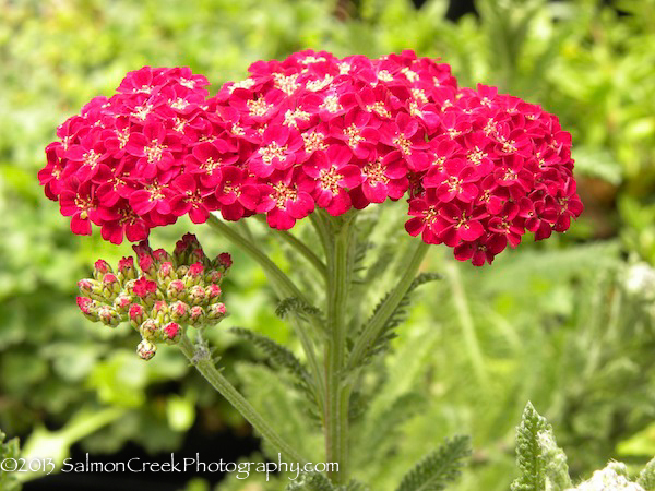 millefolium 'Red at Digging Dog Nursery