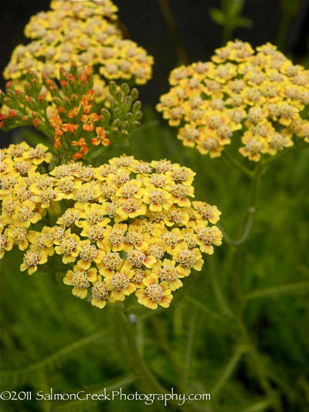 Achillea ‘Sawa Sawa’