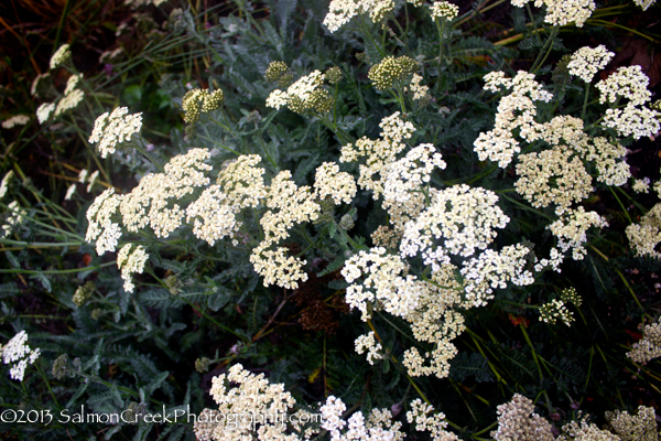 Achillea Taygetea (cream form)