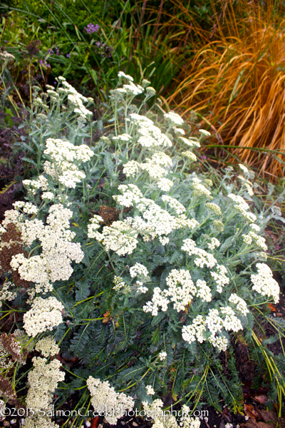 Achillea ‘Taygetea (cream form)’