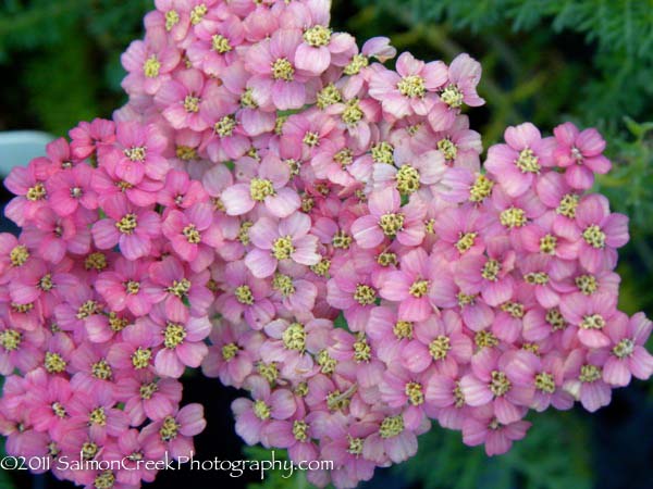 Achillea Weser River Sandstone