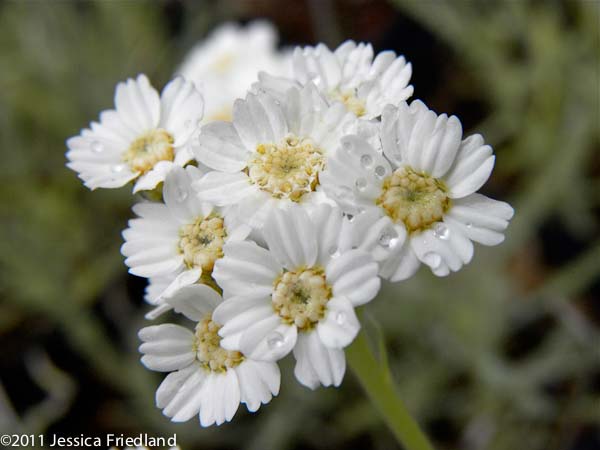 Achillea kellereri