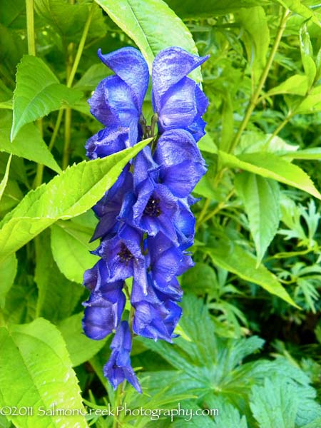 Aconitum cammarum ‘Bressingham Spire’