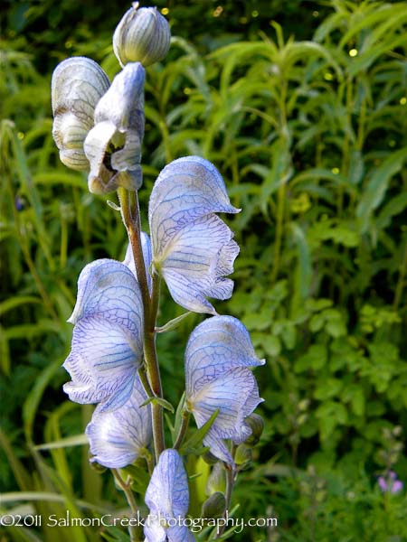 Aconitum cammarum ‘Stainless Steel’