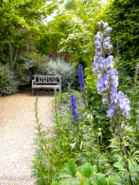 Aconitum cammarum Stainless Steel