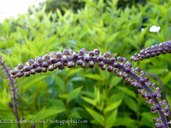 Actaea simplex Atropurpurea