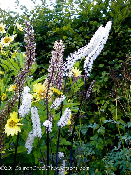 Actaea simplex ‘Atropurpurea’