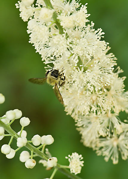 Actaea racemosa
