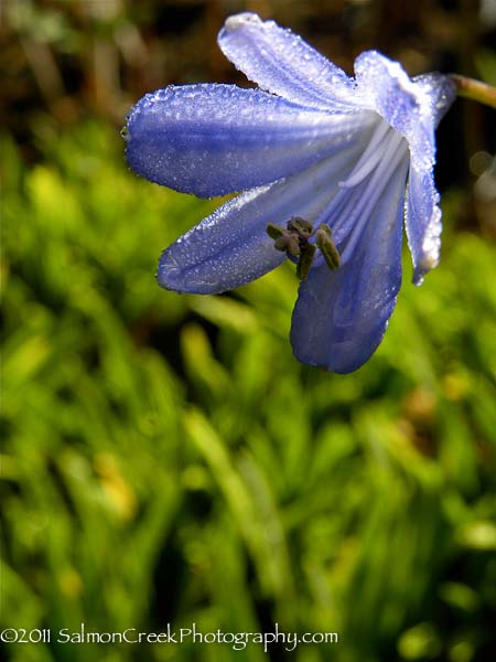 Agapanthus ‘Lilliput’