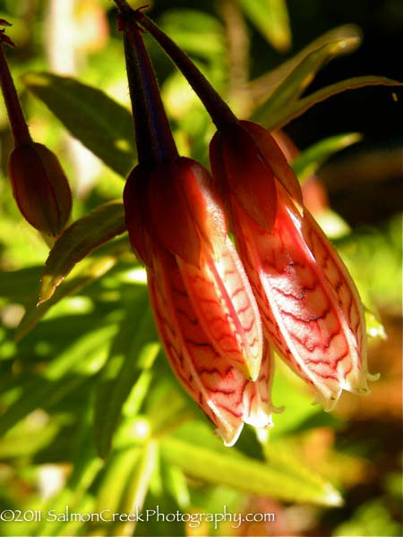 Agapetes ‘Ludgvan Cross’