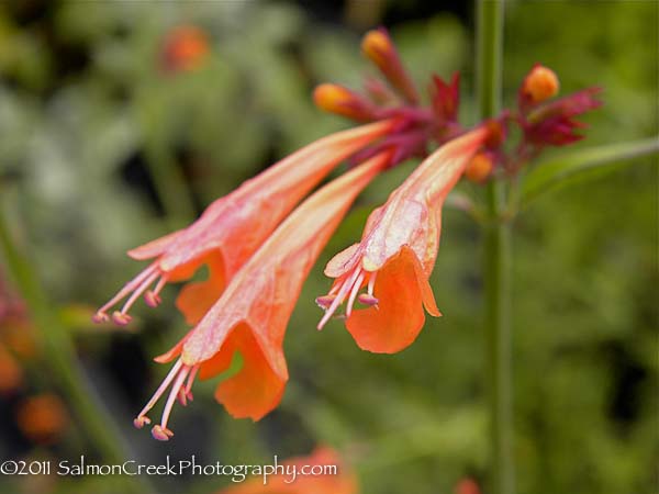 Agastache aurantiaca ‘Apricot Sprite’