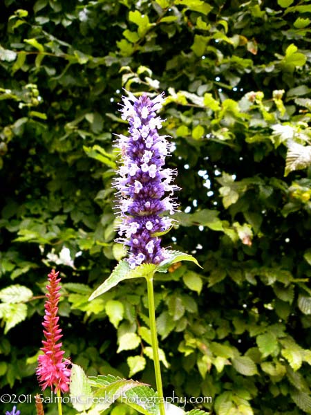 Agastache ‘Black Adder’