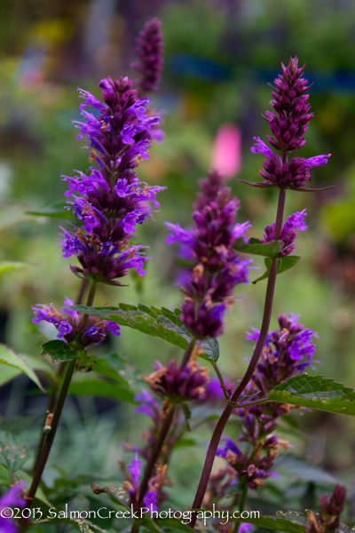 Agastache Purple Haze