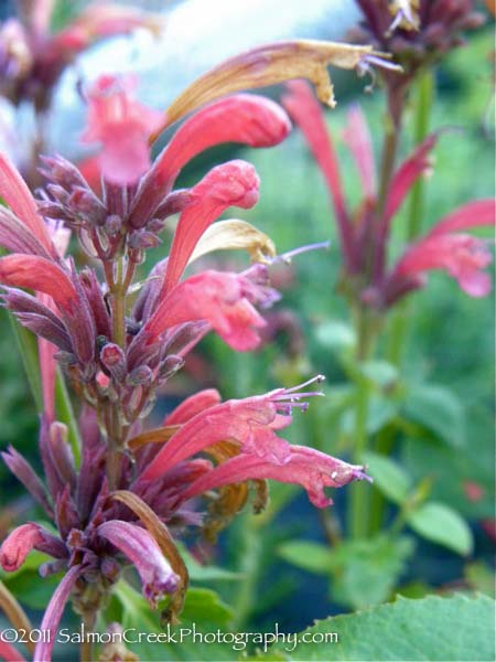 Agastache ‘Rosy Giant’