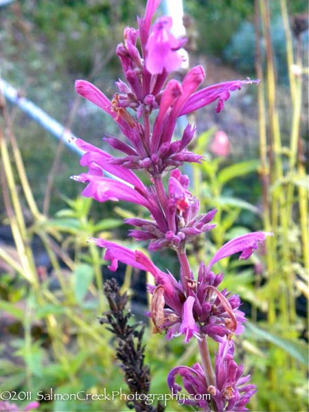 Agastache mexicana Sangria