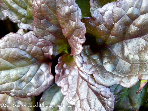 Ajuga reptans ‘Catlin’s Giant’