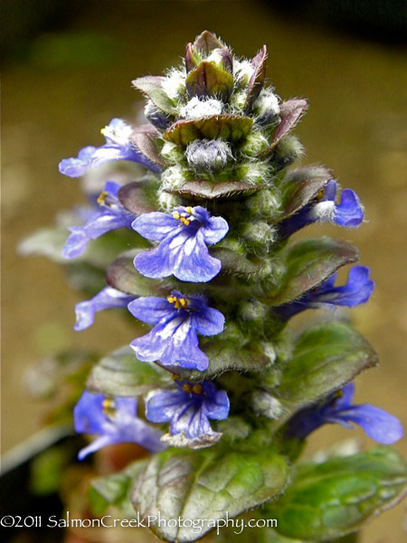 Ajuga reptans Catlin’s Giant