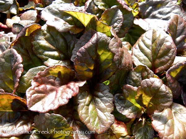 Ajuga reptans ‘Catlin’s Giant’