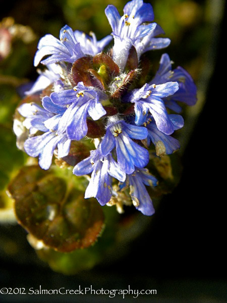 Ajuga pyramidalis Metallica Crispa