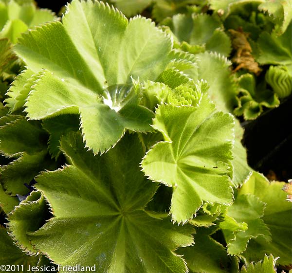 Alchemilla mollis ‘Auslese’