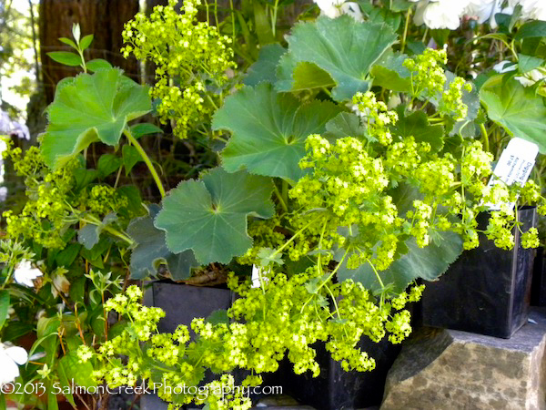 Alchemilla mollis ‘Robusta’