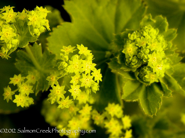 Alchemilla mollis Robusta