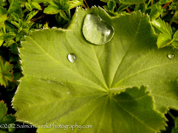 Alchemilla mollis Robusta